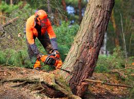 Best Hazardous Tree Removal  in Uvalde, TX